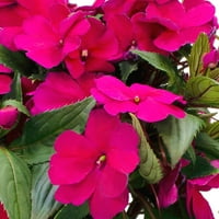 Uzman Bahçıvan Açık Canlı Bitki Yeni Gine Impatiens 16 -20 boyunda, 1. kadın potu