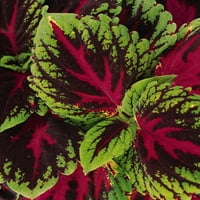 Expert Gardener, Dış mekan, Canlı Bitkiler, Çok renkli, Coleus, 1,5 G, Her biri