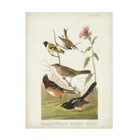 John James Audubon 'Kestane Renkli İspinoz' Tuval Sanatı