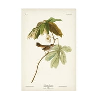 John James Audubon 'Bataklık Serçesi' Tuval Sanatı
