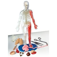 Çocuklar için SmartLab QPG laboratuvarı, yumuşacık insan vücudu, 3-8. Sınıf