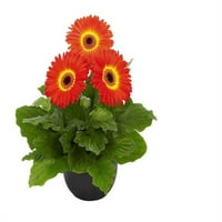 Better Homes & Gardens, Dış Mekan, Canlı Bitkiler, Portakal, Gerbera Papatyası, 3QT, Her Biri