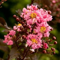 Delta Caz Crapemyrtle Çiçekli Yaprak Döken Çalı Ağacı ile Pembe Blooms-Tam Güneş Canlı Açık Bitki-Güney Yaşam Bitki