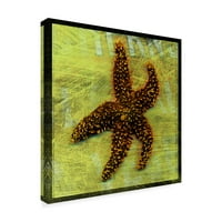 John W. Golden Marka Güzel Sanatlar 'Kahverengi Denizyıldızı' Tuval Sanatı