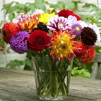 Van Zyverden Dahlia Combo Renk Gözlük ve Gizem Gün Çiçek Ampul Tam Güneş Çok Renkli