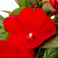 Uzman Bahçıvan 6 Kırmızı Impatiens Canlı Bitki Asılı Sepet