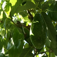 Avokado Meyve Ağacı- Gal. Saksı-Hawaii Canlı Bitki