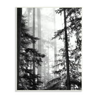 Stupell, Uzun Ağaçların Arasından Parlayan Orman Işığını Deniyor Manzara Fotoğrafçılığı, 19, Gail Peck'in Tasarımı