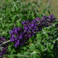 İlk Baskılar Buddleia Harika Üzüm Canlı Çalı