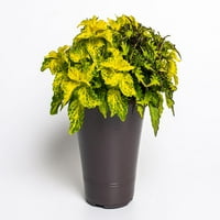 Uzman Bahçıvan 1,5G b Coleus