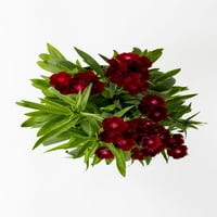 Daha iyi Evler ve Bahçeler 2,5QT Dianthus