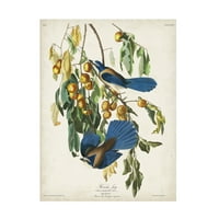 John James Audubon 'Floriday Jay' Tuval Sanatı