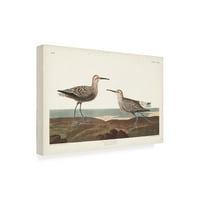 John James Audubon 'Uzun Bacaklı Kum Kuşu' Tuval Sanatı