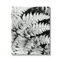 Stupell Indtries Orman Eğrelti Otu Yaprakları Yüksek Kontrastlı Siyah Beyaz Fotoğrafçılık, 30, Gail Peck'in Tasarımı