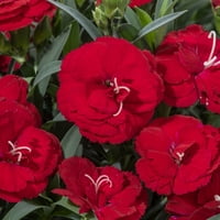 Daha iyi Evler ve Bahçeler - 2. Quart Çok Renkli Dianthus Sabit Kadans Çok Yıllık - Canlı Bitkiler